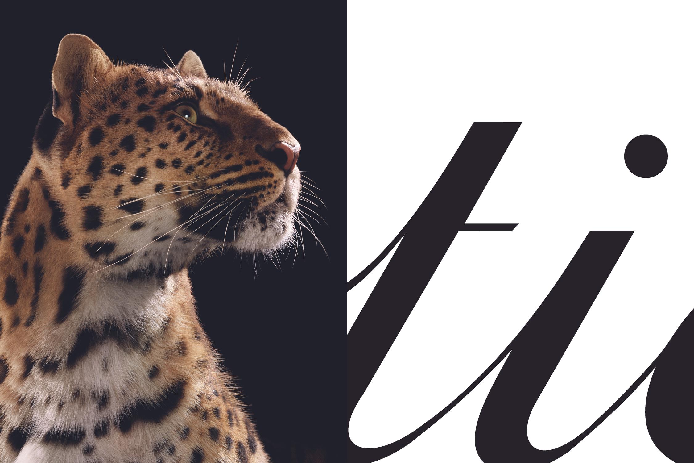 cartier nouveau visuel campagne