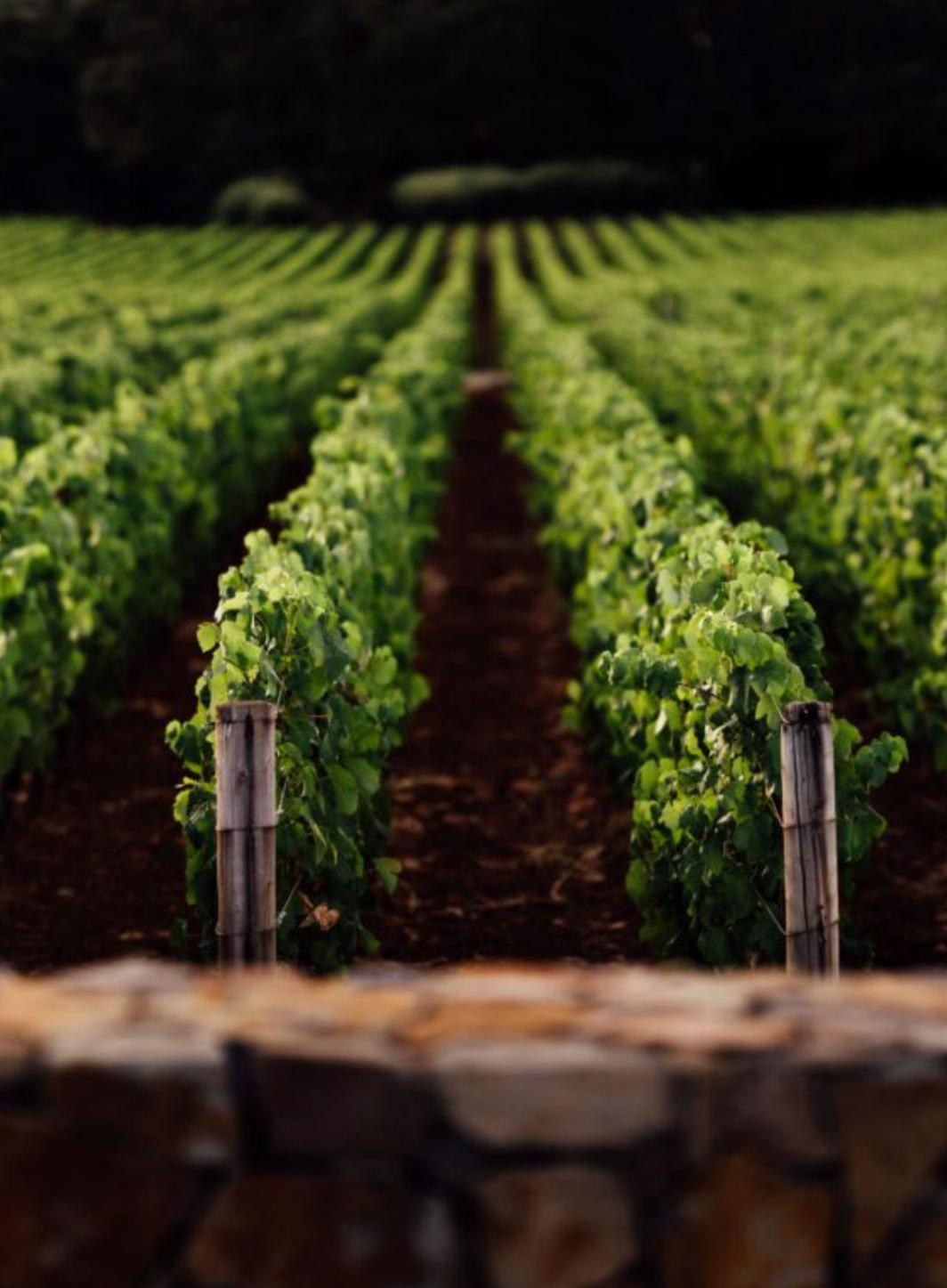 Chanel renforce sa présence dans le domaine du vin