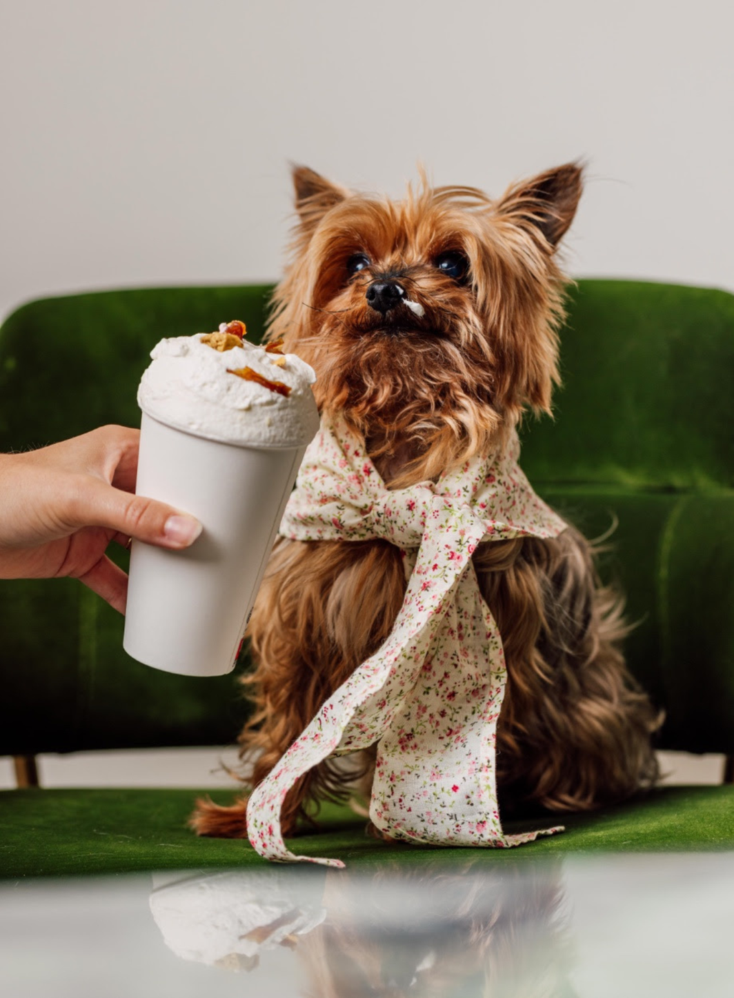 Le Kimpton St Honoré relance son Doggy Brunch à Paris