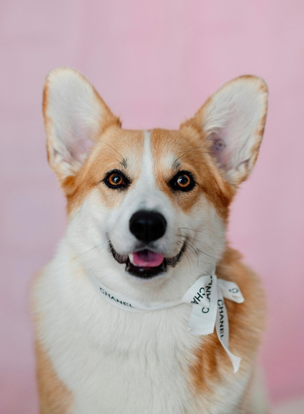 L’essor du "luxe de niche" pour les VIP (Very Important Pets)
