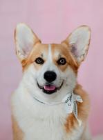 L’essor du "luxe de niche" pour les VIP (Very Important Pets)