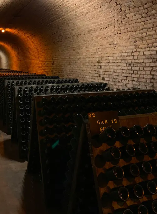 Champagne : des vendanges historiquement précoces sous l'effet des chaleurs estivales