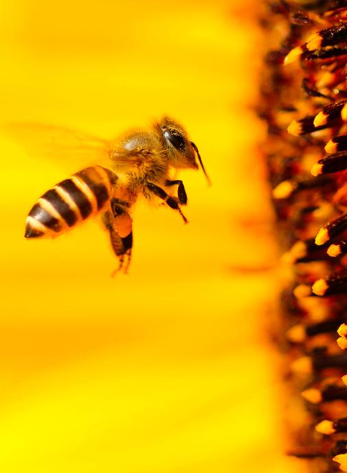 Guerlain et ses abeilles : pour une biodiversité résiliente.