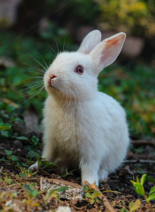 Le groupe Kering confirme stopper l'angora et le feutre de lapin.