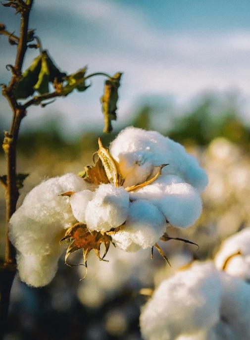 Qui sont les premiers bénéficiaires du Fonds régénératif pour la nature de Kering ?