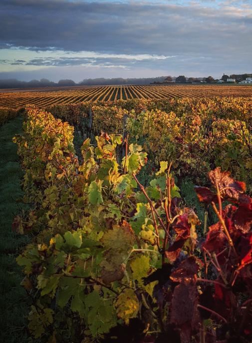 Moët & Chandon : pour des vignobles plus green.