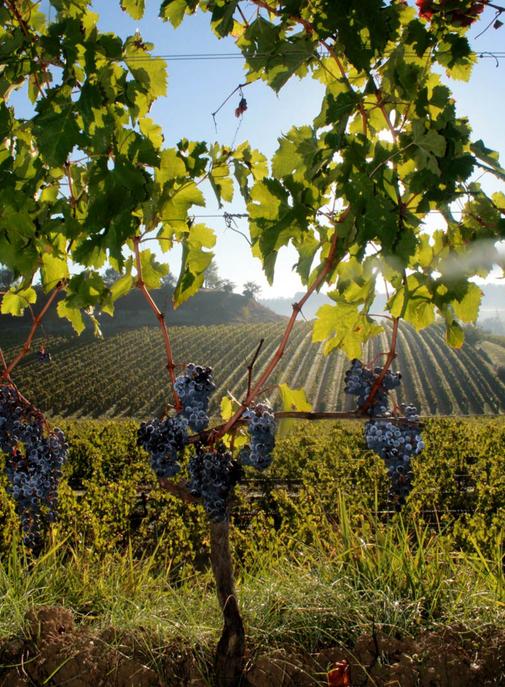 Robert Parker Green Emblem : le palmarès des vins durables dévoilé.