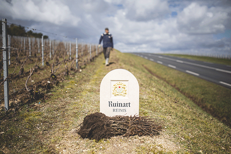 Ruinart inaugure un projet de vitiforesterie dans son vignoble de Taissy.