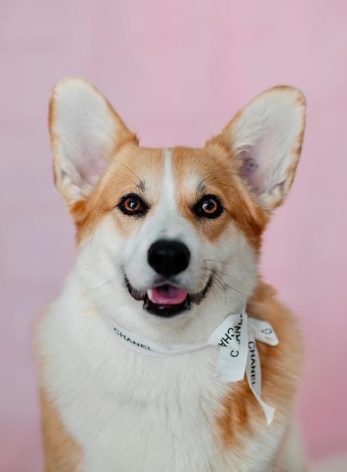 L’essor du "luxe de niche" pour les VIP (Very Important Pets)