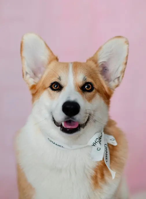 L’essor du "luxe de niche" pour les VIP (Very Important Pets)