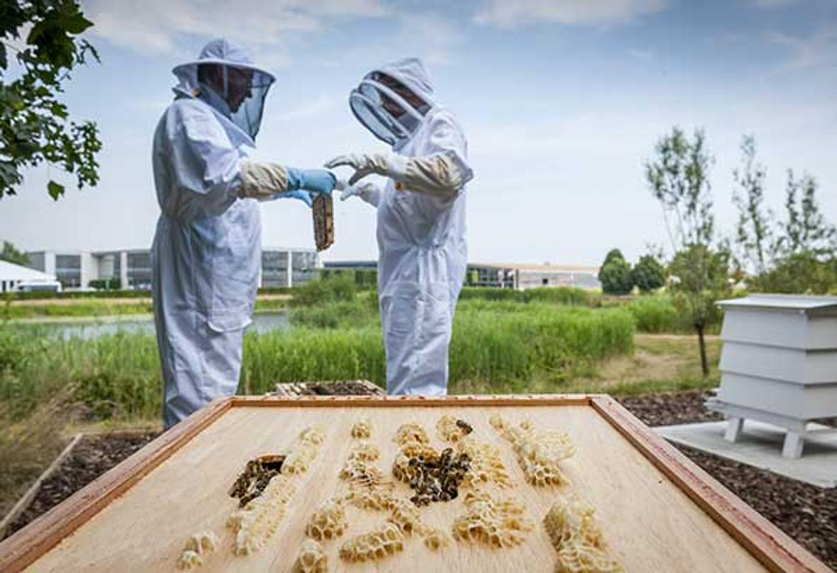 Apiculture Rolls-Royce