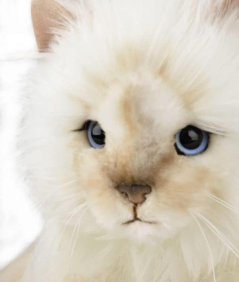 choupette peluche