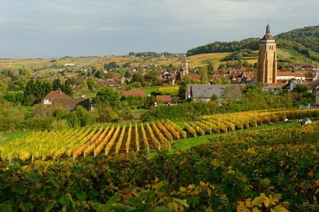 Vigne Jura Arbois