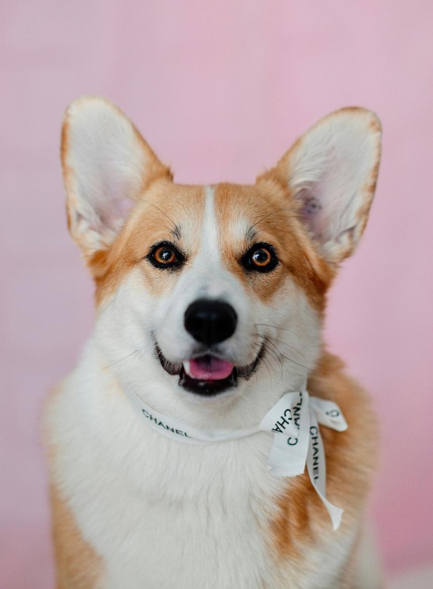 very important pet ipsos